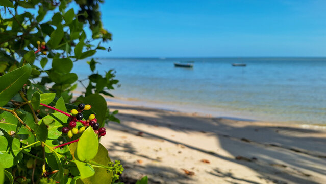 Native plant on the beach