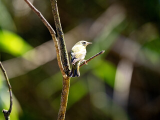 A Tennessee Warbler, Leiothlypis peregrina, sits on a twig and searches for food. Colombia.