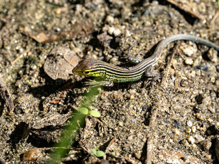 Obraz na płótnie Canvas Tropical striped lizard on the lawn looking for food. Colombia.