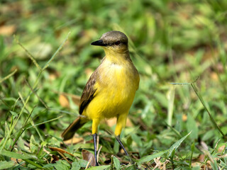 Lesser Kiskadee, Philohydor lictor, sits in the branches and observes the surroundings. Colombia.