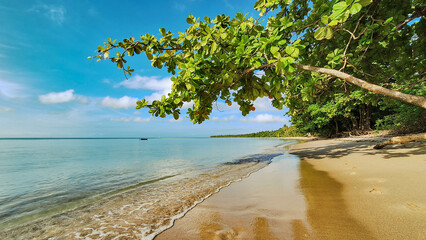 Almond tree lying over the water on a paradise beach