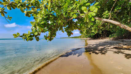 Almond tree lying over the water on a paradise beach