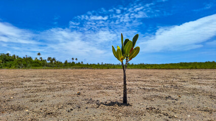 Mangrove propagule lying on a tidal flat