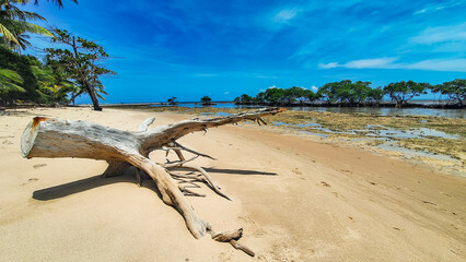 Old tree trunk on a beach