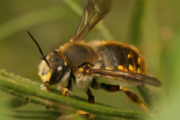 Closeup on a European woolcarder bee, Anthidium manicatum