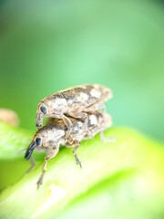curculionoidea cool insect