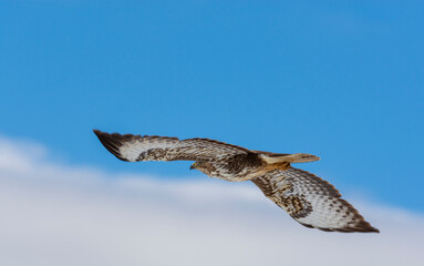 hawk in flight