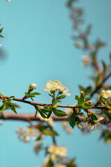 branch of a cherry tree. close-up of cherry blossoms against a clear sky. cherry blossoms in the garden. white cherry blossom against the sky. close-up of a cherry blossom on a branch against a blue