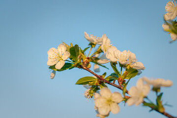 close-up of cherry blossoms against a clear sky. cherry blossoms in the garden. white cherry blossom against the sky. close-up of a cherry blossom on a branch against a blue sky