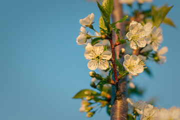 flowers on sky. branch of a tree with flowers. cherry blossom against sky