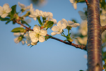branch of a tree in spring. close-up of cherry blossoms against a clear sky. cherry blossoms in the garden. white cherry blossom against the sky. close-up of a cherry blossom on a branch against