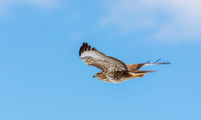 hawk in flight