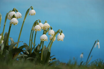 spring, spring snowdrops, happy spring day, for international women s day, on a blue plain background, isolated