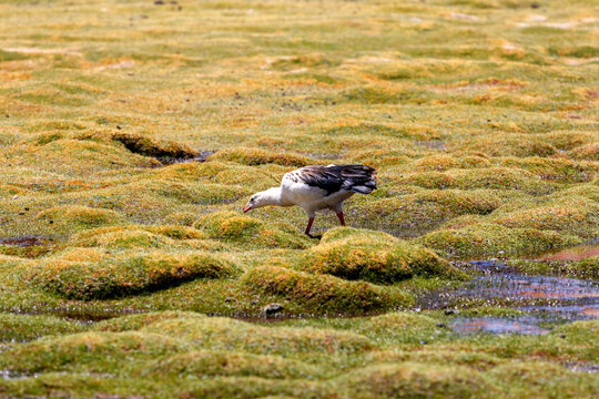 Andean goose Neochen melanoptera walking through grass with little streams flowing in Bolivia.
