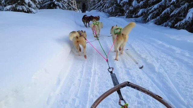 A team of sled husky dogs pulling a sled through the wonderful winter calm winter forest at road turning left. Riding husky sledge in Lapland landscape. Closeup video
