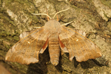 Detailed closeup on a poplar hawk moth, Laothoe populi sitting on a tree-trunk