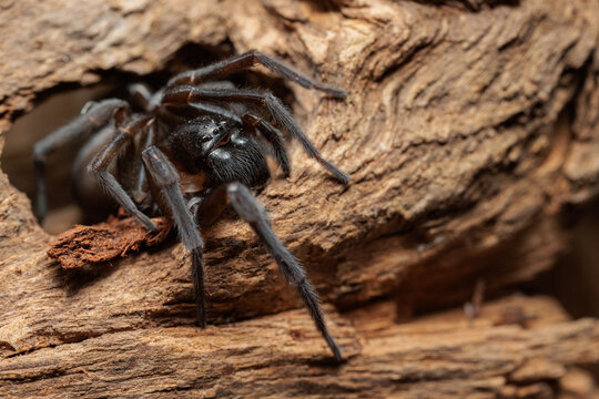 Kellerspinne auf Holz / Finsterspinne (Amaurobius ferox)