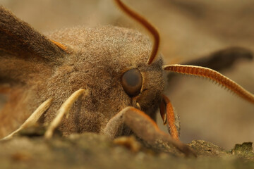 Closeup on a poplar hawk moth, Laothoe populi sitting on a tree-trunk