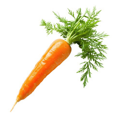 Fresh Carrot with Green Tops PNG, Transparent Image without background, Concept of healthy eating and organic farming