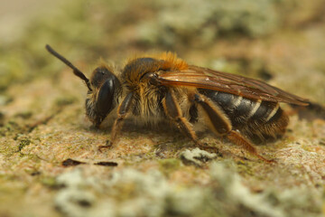 Closeup on a female Short-fringed Mining Bee, Andrena dorsata on wood