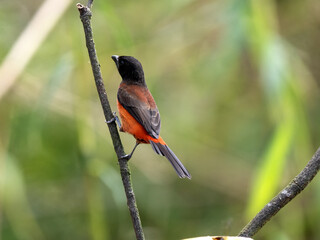 Crimson-backed Tanager, Ramphocelus dimidiatus sits on a větvičce and searches for food. Columbia.