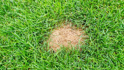 Dead brown spots in green grass. Lawn problems. lawn in bad condition, need maintaining - 750053217