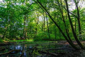 View over a pond into a forest with fresh greenery.