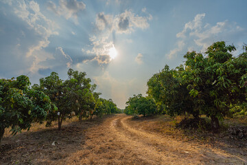 View of the mango orchard with beautiful sunlight.