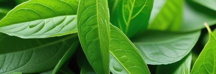 Close up of bunch of green leaves. Leaves are fresh and vibrant, and they are arranged in way that makes them look like they are growing together.Concept of growth and vitality background. Copy space.
