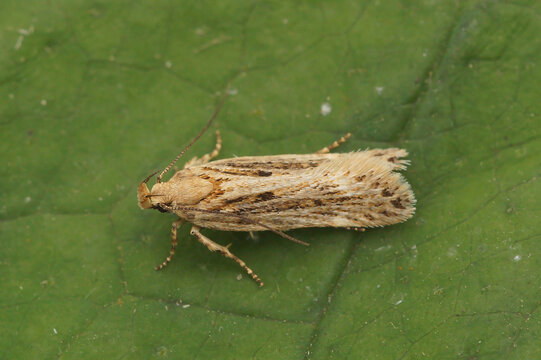 Detailed closeup on a small Gelechiidae moth, Aroga velocella sitting on a green leaf