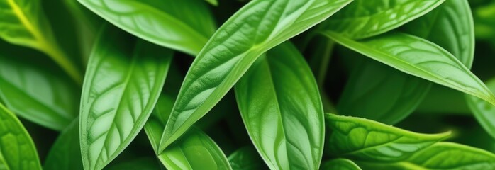 Close up of bunch of green leaves. Leaves are fresh and vibrant, and they are arranged in way that makes them look like they are growing together.Concept of growth and vitality background. Copy space.
