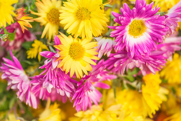 Floral background; yellow and purple chrysanthemums flowers