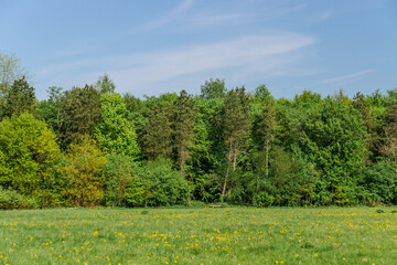 View of a forest behind a flower meadow with fresh greenery.