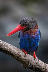 The Javan kingfisher is perched enjoying solitude while observing the surrounding environment to hunt and look for prey to eat