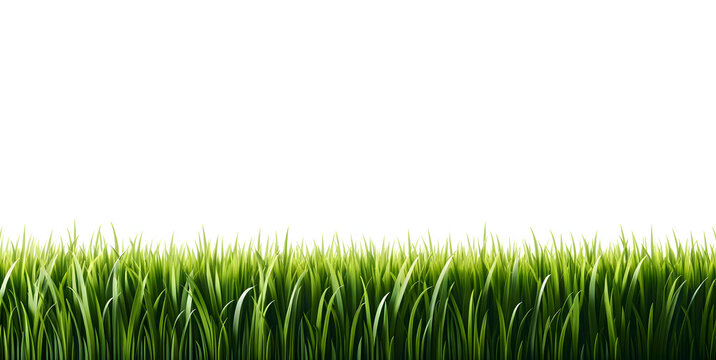 Bordure d’herbe verte fond blanc, idéal pour frise de bannière ou arrière-plan