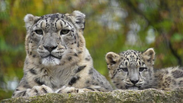 Close view of female and baby snow leopards resting together with view from below.
