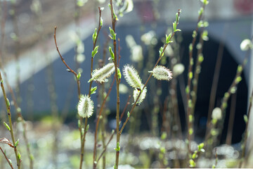 spring flowering of willow branches, seasonal hay fever on tree flowering, Willow twig in spring time - obrazy, fototapety, plakaty
