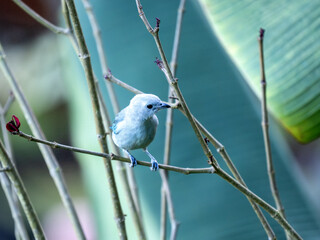 Blue-gray Tanager, Tangara episcopus, sits on a twig and observes its surroundings. Colombia