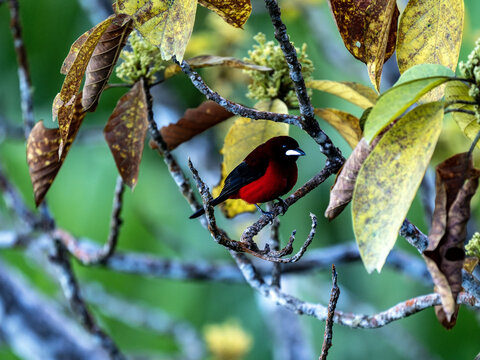 Crimson-backed Tanager, Ramphocelus dimidiatus sits on a větvičce and searches for food. Columbia.