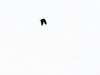 eagle in flight