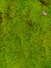 green moss background