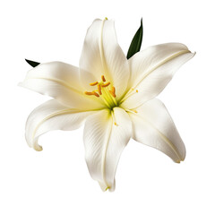 Graceful white lily with yellow stamens and a splash of green leaves, showcasing a full bloom, Concept of purity, elegance, and natural beauty