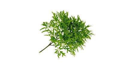 Green leaf Polyscias texture