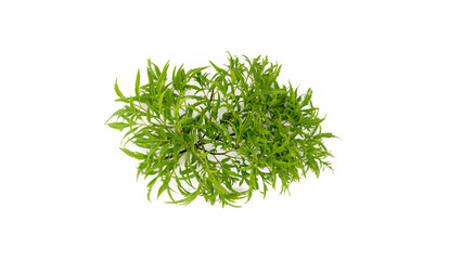 Polyscias fruticosa, Lep khrut