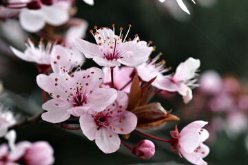 Blüten und Knospen einer Zierkirsche