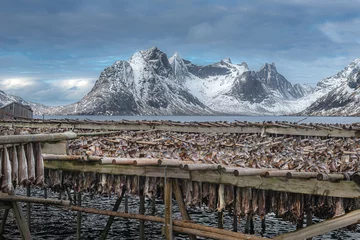 Foto op Plexiglas Lofoten in the winter © srongkrod