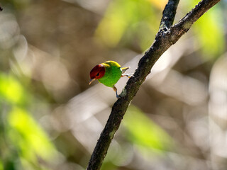 Bay-headed tanager, Tangara gyrola, sits on a twig and observes the surroundings. Colombia.