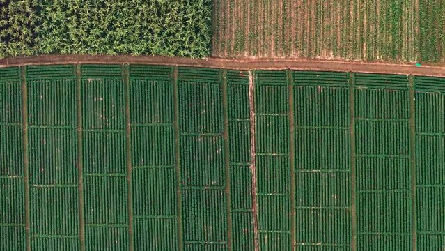 Aerial drone topdown view over farmland showing beautiful texture of green crops of sugarcane, wheat and vegetables in Uttar Pradesh, India