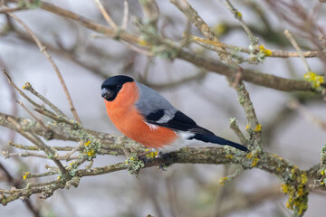 Bullfinch on a branch