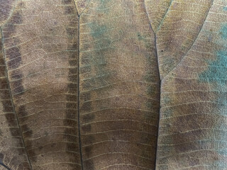 Abstract background. teak leaf bone motif